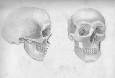 인간의 두개골의 구조. 그것은 자연에 의해 생각됩니다 ...